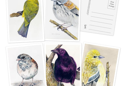 The Backyard Bird Chronicles: 50 Postcards
