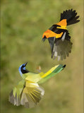 Paint By Sticker: Birds